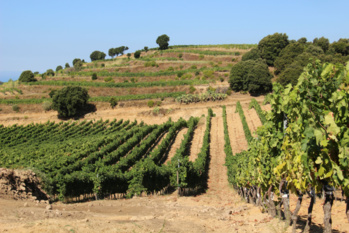 Vigne et production viticole