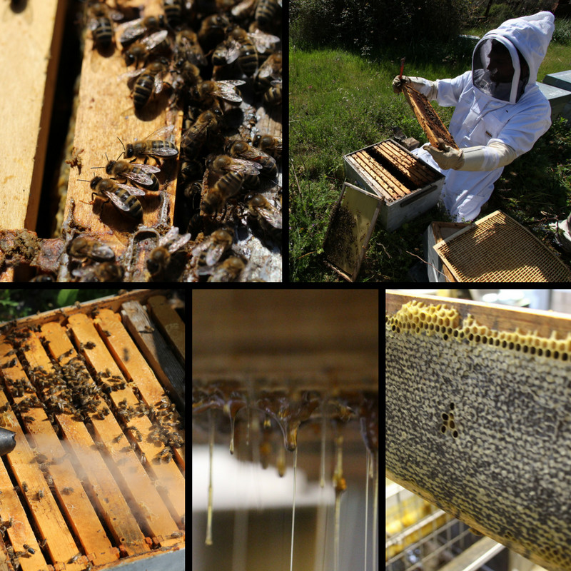 Apiculture et miel