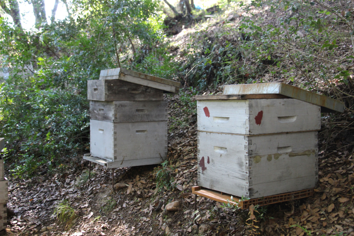 Apiculture et miel