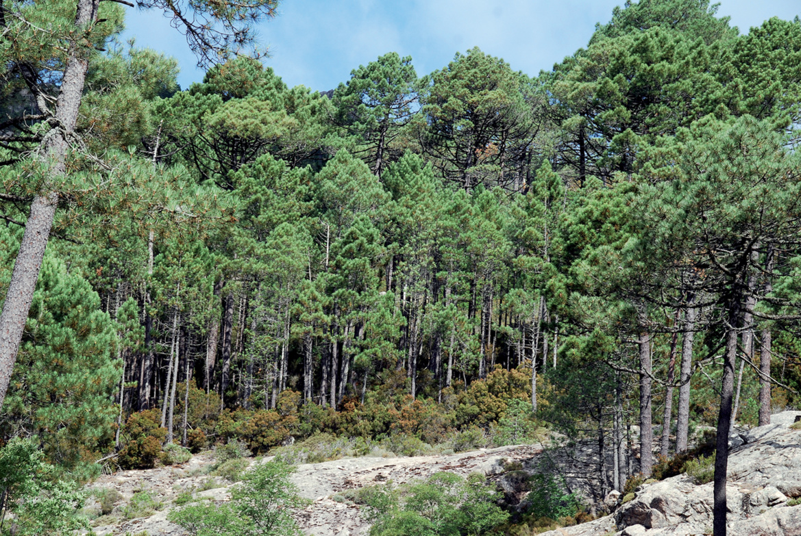 Forêt de l'Ospédale dans la région de porto Vecchio