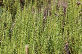 Le romarin en milieu naturel