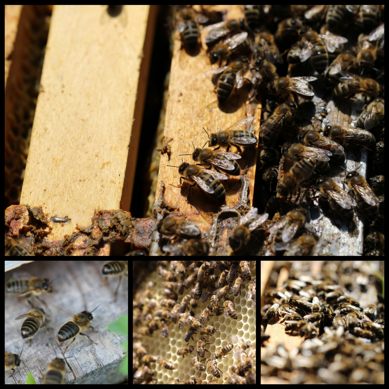 Apiculture et miel