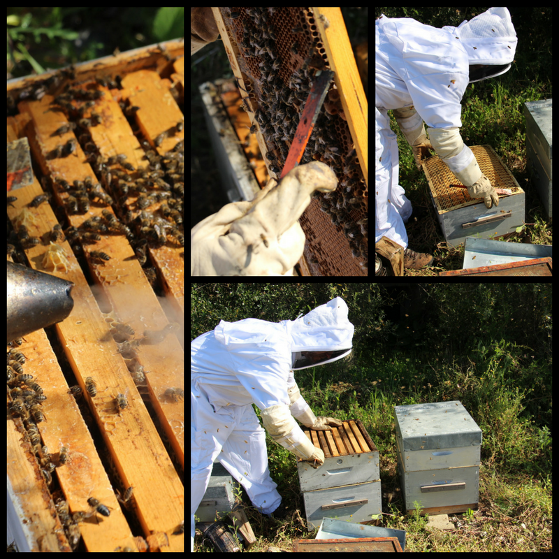 Apiculture et miel